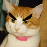 Angry Mad Cat